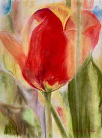 Tulpe